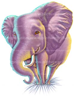 elephant-illustration
