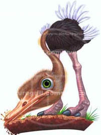 ostrich-illustration