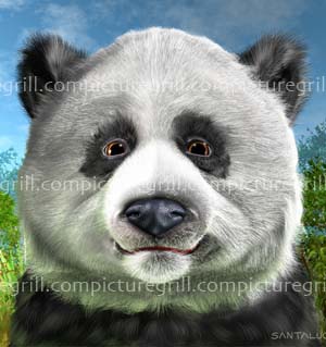 illustrations of pandas and panda art