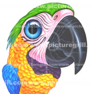 artist of parrot art and illustration