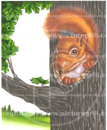 illustration of a squirrel art