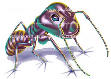 illustrator of insects and ants art