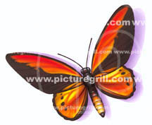 insect and butterfly art