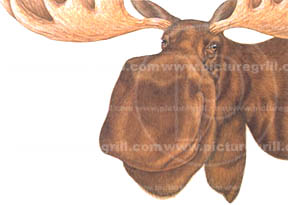 artist of moose art and illustrations