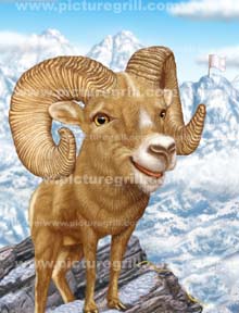 wild life artist of mountain goat art