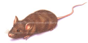 artist illustrations of mouse and mice art