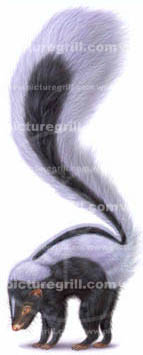 artist of skunk art illustrator